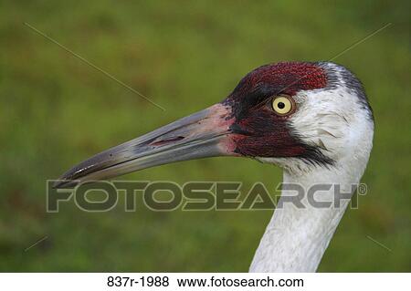 Stock Photo - Close-up of a Whooping Crane. Fotosearch