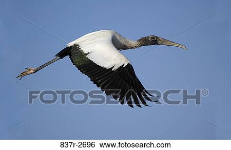 Close-up of a woodstork flying in the sky View Large Photo Image Stock Photograph - Close-up of a woodstork flying in the sky. Fotosearch