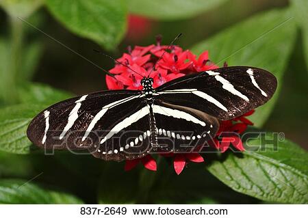 Stock Photo - Close-up of a Zebra Butterfly pollinating a flower (Heliconius charithonius). Fotosearch