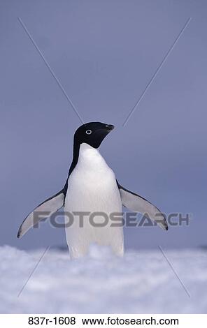 Close-up of an Adelie Penguin View Large Photo Image Stock Photo - Close-up of an Adelie Penguin. Fotosearch