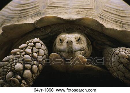 Close-up of an African Spurred Tortoise View Large Photo Image Stock Photo - Close-up of an African Spurred Tortoise. Fotosearch