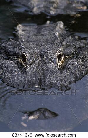Close-up of an alligator View Large Photo Image Stock Photo - Close-up of an alligator. Fotosearch