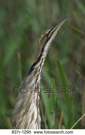 Close-up of an American Bittern View Large Photo Image Stock Photography - Close-up of an American Bittern. Fotosearch