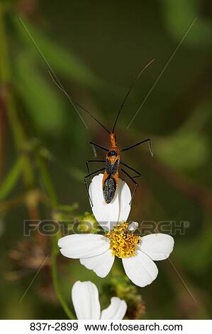 Close-up of an Assassin Bug on a flower View Large Photo Image Stock Photo - Close-up of an Assassin Bug on a flower. Fotosearch