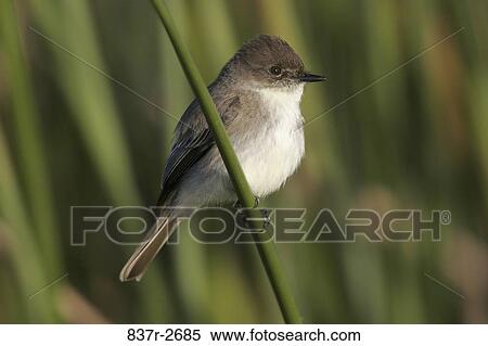 Stock Photography - Close-up of an Eastern Phoebe perching on a twig (Sayornis phoebe). Fotosearch