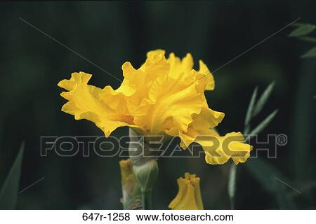Stock Photo - Close-up of an iris flower. Fotosearch