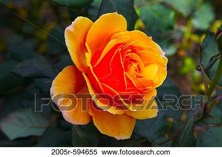 Close-up of an orange Rose flower View Large Photo Image Stock Photography - Close-up of an orange Rose flower. Fotosearch