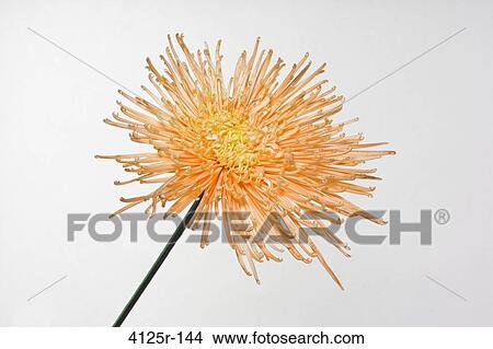 Close-up of an Orange Spider Chrysanthemum View Large Photo Image Picture - Close-up of an Orange Spider Chrysanthemum. Fotosearch