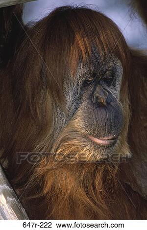 Close-up of an orangutan View Large Photo Image Stock Image - Close-up of an orangutan. Fotosearch