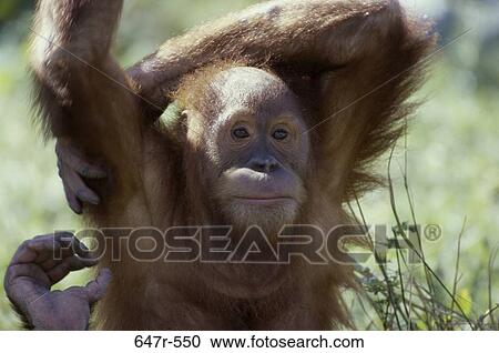 Close-up of an orangutan View Large Photo Image Stock Image - Close-up of an orangutan. Fotosearch