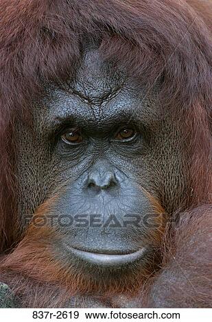 Close-up of an orangutan View Large Photo Image Stock Photo - Close-up of an orangutan. Fotosearch