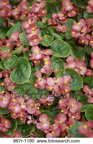 Close-up of begonia flowers View Large Photo Image Stock Image - Close-up of begonia flowers. Fotosearch