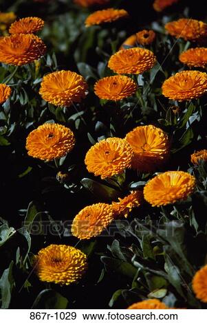 Close-up of calendula flowers View Large Photo Image Stock Photo - Close-up of calendula flowers. Fotosearch