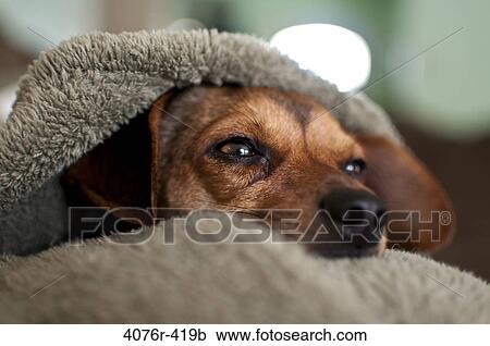 Stock Image - Close-up of Chihuahua lying under blanket. Fotosearch