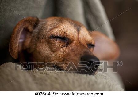 Stock Image - Close-up of Chihuahua sleeping on blanket. Fotosearch