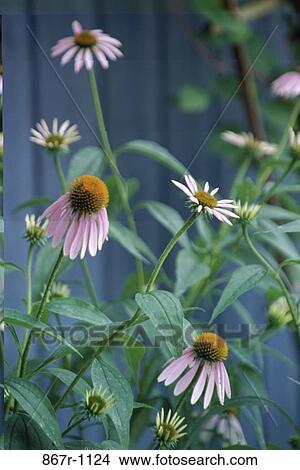 Close-up of coneflowers View Large Photo Image Picture - Close-up of coneflowers. Fotosearch