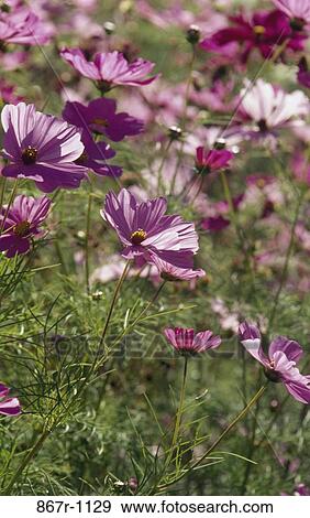 Close-up of cosmos flowers View Large Photo Image Stock Photo - Close-up of cosmos flowers. Fotosearch