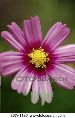 Close-up of cosmos flowers View Large Photo Image Stock Photograph - Close-up of cosmos flowers. Fotosearch