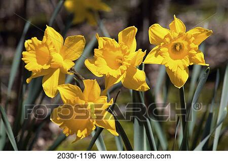 Close-up of daffodils View Large Photo Image Stock Photograph - Close-up of daffodils. Fotosearch