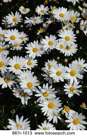 Close-up of daisies View Large Photo Image Stock Image - Close-up of daisies. Fotosearch
