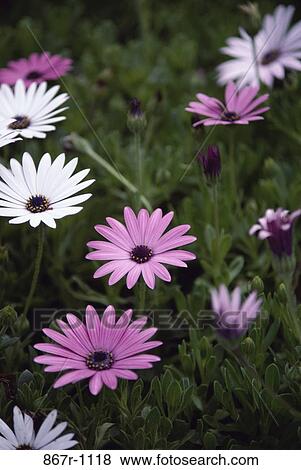 Close-up of daisies View Large Photo Image Stock Photo - Close-up of daisies. Fotosearch