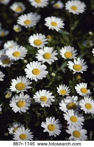 Close-up of daisies View Large Photo Image Stock Photography - Close-up of daisies. Fotosearch