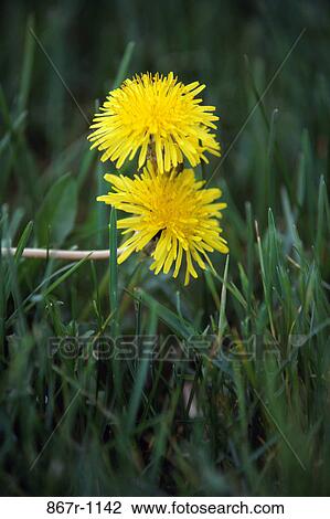 Close-up of dandelions View Large Photo Image Stock Image - Close-up of dandelions. Fotosearch