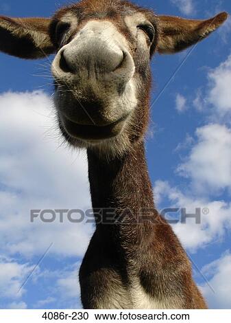 Close-up of donkey against sky View Large Photo Image Stock Image - Close-up of donkey against sky. Fotosearch