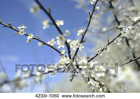 Close-up of flowers in bloom, Bavaria, Germany View Large Photo Image Stock Image - Close-up of flowers in bloom, Bavaria, Germany. Fotosearch