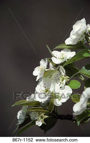 Close-up of flowers on a plant View Large Photo Image Stock Image - Close-up of flowers on a plant. Fotosearch