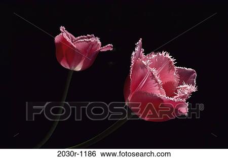 Stock Photograph - Close-up of Fringed Tulips. Fotosearch
