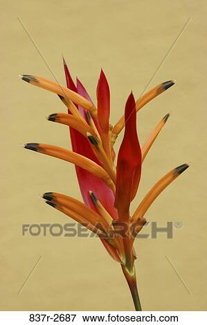Close-up of heliconia View Large Photo Image Stock Photo - Close-up of heliconia. Fotosearch