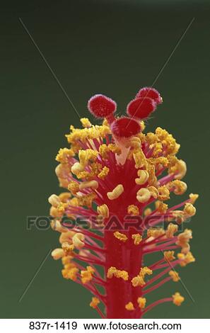 Close-up of Hibiscus View Large Photo Image Stock Photo - Close-up of Hibiscus. Fotosearch
