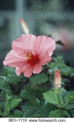 Close-up of Hibiscus View Large Photo Image Stock Photo - Close-up of Hibiscus. Fotosearch