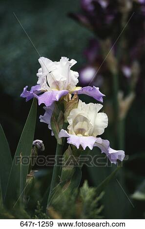 Close-up of iris flowers View Large Photo Image Stock Photo - Close-up of iris flowers. Fotosearch