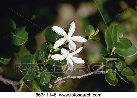 Close-up of jasmine flowers View Large Photo Image Stock Photograph - Close-up of jasmine flowers. Fotosearch