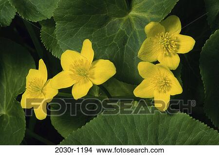 Close-up of Marsh Marigold flowers View Large Photo Image Picture - Close-up of Marsh Marigold flowers. Fotosearch