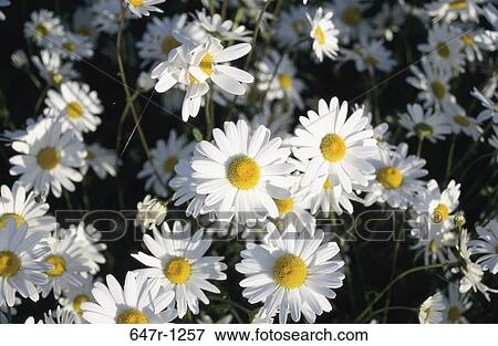 Close-up of Oxeye Daisies View Large Photo Image Stock Photo - Close-up of Oxeye Daisies. Fotosearch