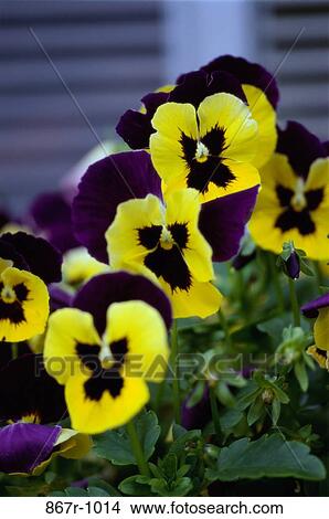 Close-up of pansies View Large Photo Image Picture - Close-up of pansies. Fotosearch