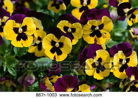 Close-up of pansies View Large Photo Image Stock Image - Close-up of pansies. Fotosearch