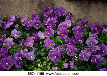 Stock Photography - Close-up of pansies. Fotosearch