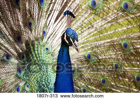 Stock Image - Close up of peacock showing its beautiful feathers. Fotosearch
