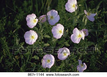 Close-up of poppy flowers View Large Photo Image Picture - Close-up of poppy flowers. Fotosearch