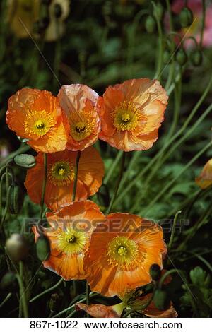 Close-up of poppy flowers View Large Photo Image Stock Image - Close-up of poppy flowers. Fotosearch