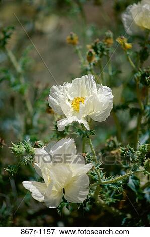 Stock Photo - Close-up of poppy flowers. Fotosearch