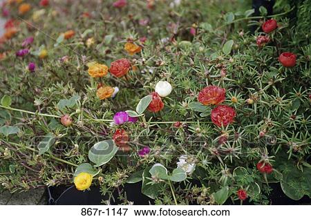 Stock Photo - Close-up of Rose Moss. Fotosearch