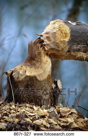 Close-up of the base of a felled tree View Large Photo Image Stock Photo - Close-up of the base of a felled tree. Fotosearch
