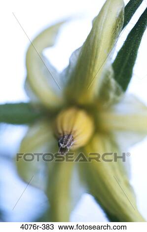 Close-up of tomato flower View Large Photo Image Stock Image - Close-up of tomato flower. Fotosearch