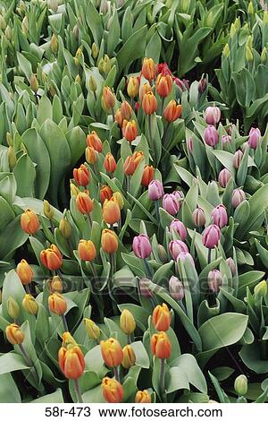 Stock Image - Close-up of tulips. Fotosearch