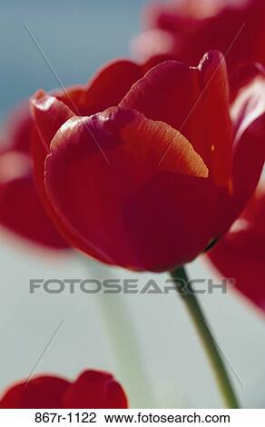 Stock Image - Close-up of tulips. Fotosearch